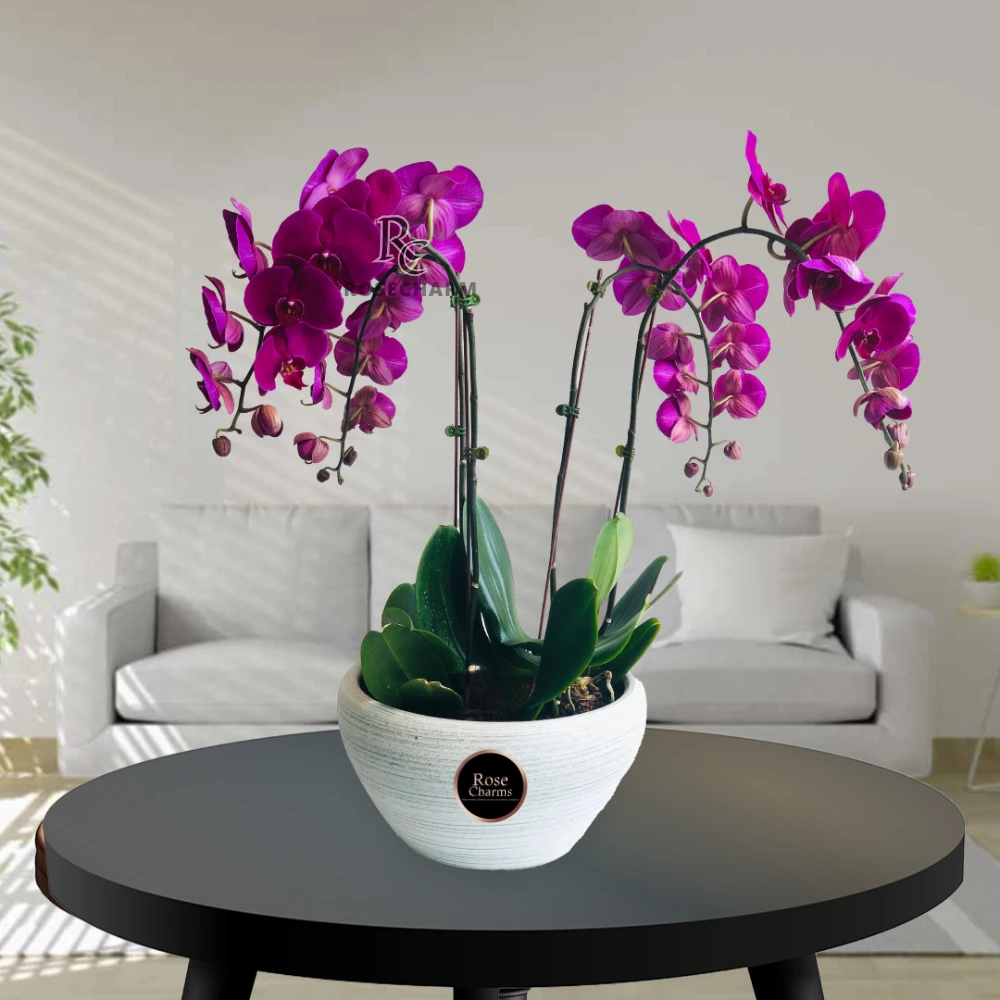 4 Stems Purple Phalaenopsis Orchid Plant